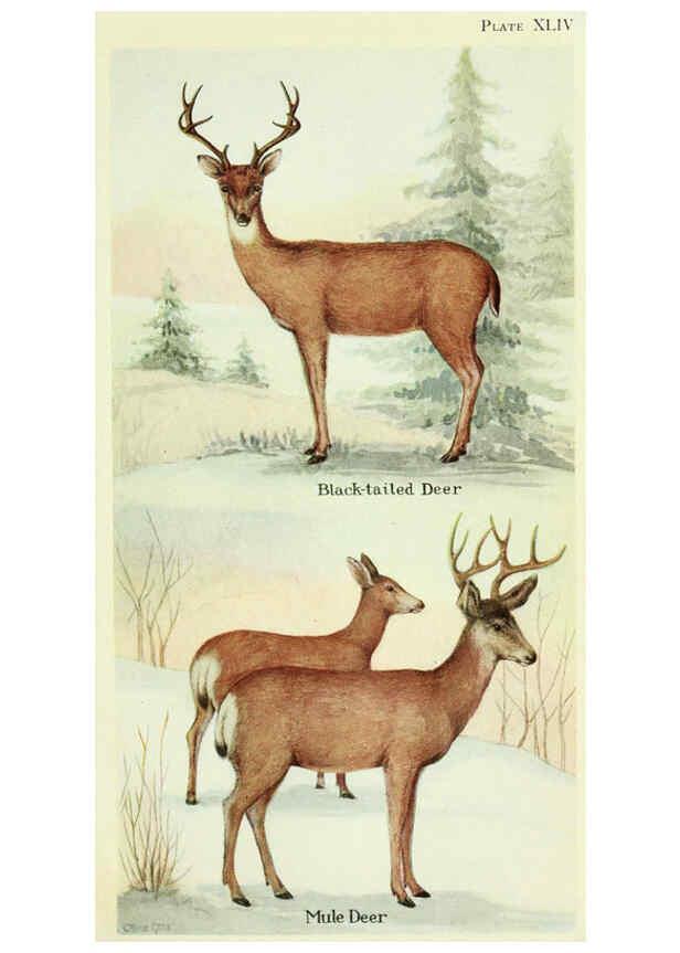 Reproducción/Reproduction 6234656473: Field book of North American mammals New York,G. P. Putnam's Sons,1928