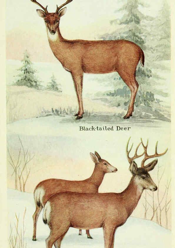 Reproducción/Reproduction 6234656473: Field book of North American mammals New York,G. P. Putnam's Sons,1928