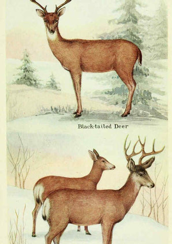 Reproducción/Reproduction 6234656473: Field book of North American mammals New York,G. P. Putnam's Sons,1928