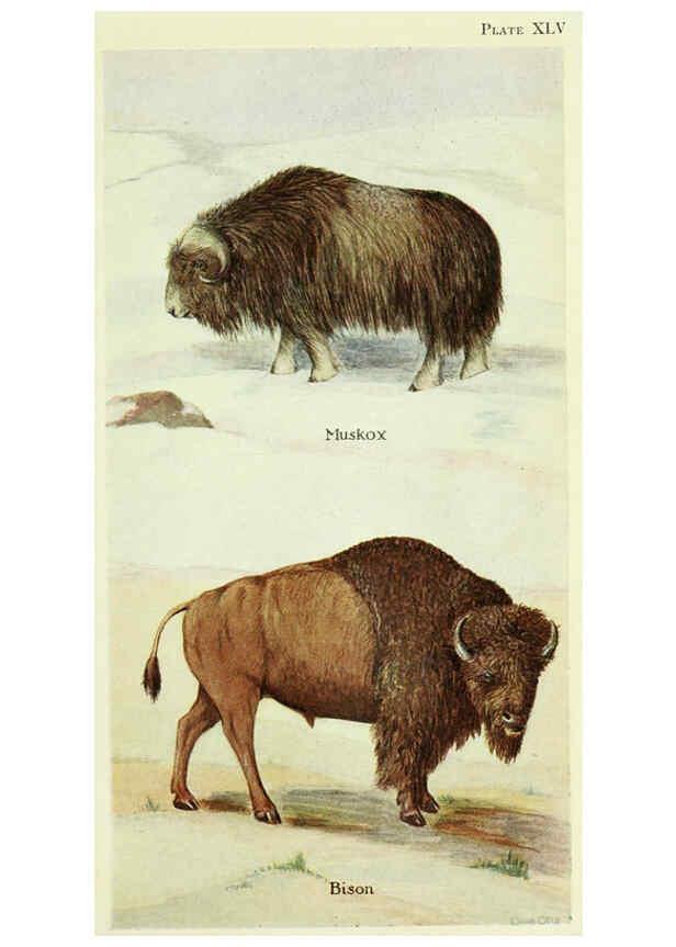 Reproducción/Reproduction 6234656779: Field book of North American mammals New York,G. P. Putnam's Sons,1928