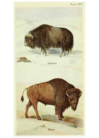 Reproducción/Reproduction 6234656779: Field book of North American mammals New York,G. P. Putnam's Sons,1928