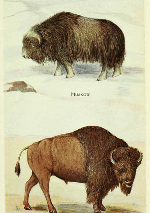 Reproducción/Reproduction 6234656779: Field book of North American mammals New York,G. P. Putnam's Sons,1928