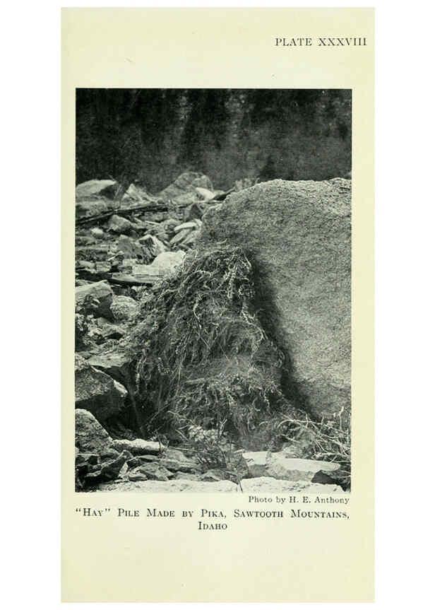 Reproducción/Reproduction 6235178614: Field book of North American mammals New York,G. P. Putnam's Sons,1928