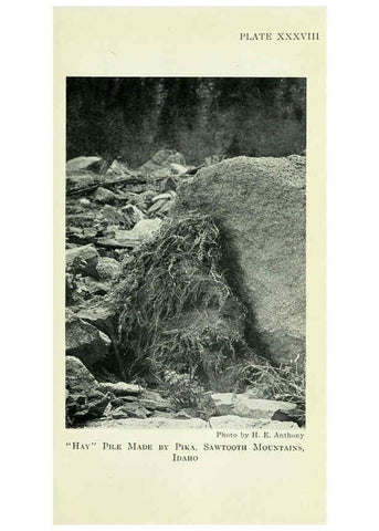 Reproducción/Reproduction 6235178614: Field book of North American mammals New York,G. P. Putnam's Sons,1928