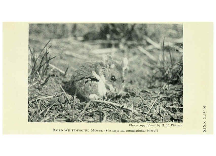 Reproducción/Reproduction 6235175916: Field book of North American mammals New York,G. P. Putnam's Sons,1928