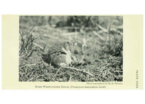 Reproducción/Reproduction 6235175916: Field book of North American mammals New York,G. P. Putnam's Sons,1928
