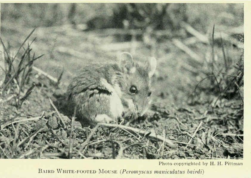 Reproducción/Reproduction 6235175916: Field book of North American mammals New York,G. P. Putnam's Sons,1928