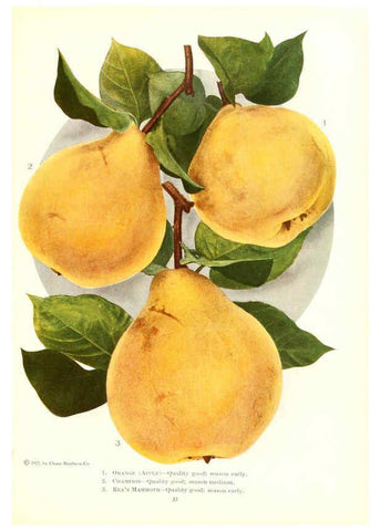 Reproducción/Reproduction 6237561394: Chase fruit and flowers in natural colors Rochester, N.Y.,Chase brothers company[c1922] 