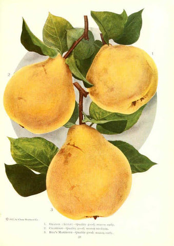 Reproducción/Reproduction 6237561394: Chase fruit and flowers in natural colors Rochester, N.Y.,Chase brothers company[c1922] 