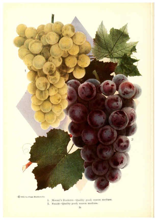 Reproducción/Reproduction 6237038629: Chase fruit and flowers in natural colors Rochester, N.Y.,Chase brothers company[c1922] 