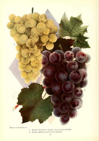 Reproducción/Reproduction 6237038629: Chase fruit and flowers in natural colors Rochester, N.Y.,Chase brothers company[c1922] 