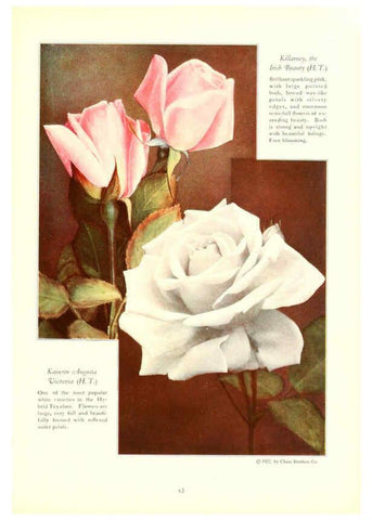Reproducción/Reproduction 6237042555: Chase fruit and flowers in natural colors Rochester, N.Y.,Chase brothers company[c1922] 
