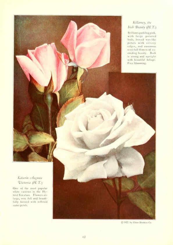 Reproducción/Reproduction 6237042555: Chase fruit and flowers in natural colors Rochester, N.Y.,Chase brothers company[c1922] 