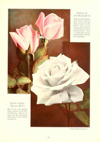 Reproducción/Reproduction 6237042555: Chase fruit and flowers in natural colors Rochester, N.Y.,Chase brothers company[c1922] 