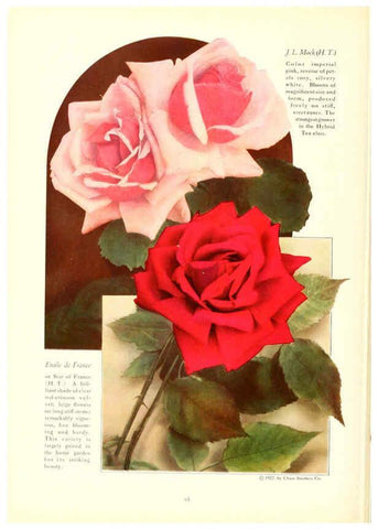 Reproducción/Reproduction 6237566020: Chase fruit and flowers in natural colors Rochester, N.Y.,Chase brothers company[c1922] 