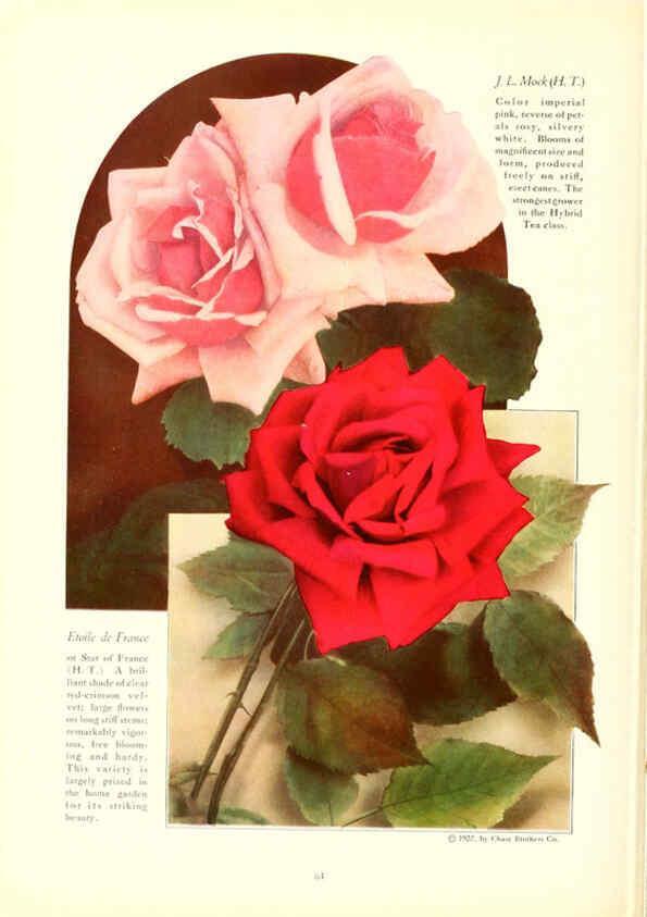Reproducción/Reproduction 6237566020: Chase fruit and flowers in natural colors Rochester, N.Y.,Chase brothers company[c1922] 