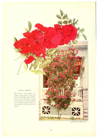 Reproducción/Reproduction 6237042999: Chase fruit and flowers in natural colors Rochester, N.Y.,Chase brothers company[c1922] 
