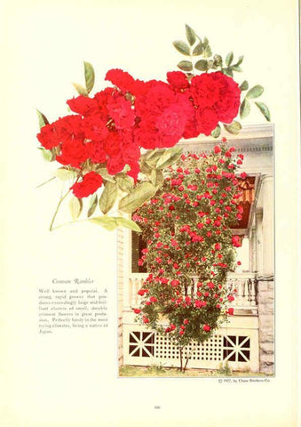Reproducción/Reproduction 6237042999: Chase fruit and flowers in natural colors Rochester, N.Y.,Chase brothers company[c1922] 