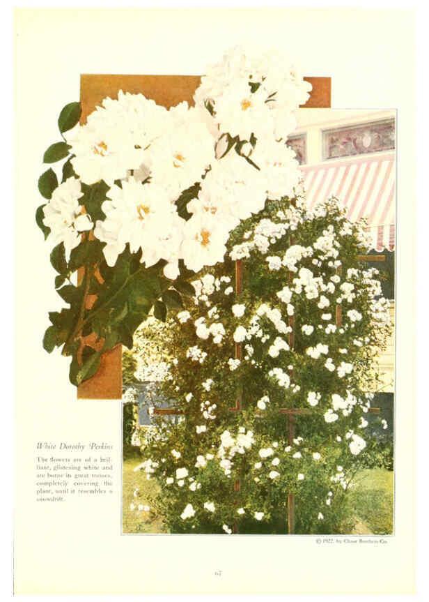 Reproducción/Reproduction 6237043129: Chase fruit and flowers in natural colors Rochester, N.Y.,Chase brothers company[c1922] 