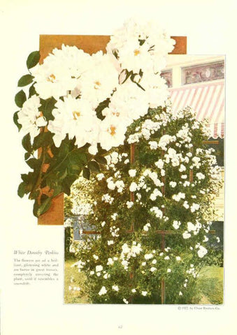 Reproducción/Reproduction 6237043129: Chase fruit and flowers in natural colors Rochester, N.Y.,Chase brothers company[c1922] 