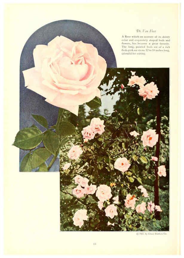 Reproducción/Reproduction 6237566516: Chase fruit and flowers in natural colors Rochester, N.Y.,Chase brothers company[c1922] 