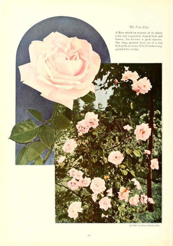 Reproducción/Reproduction 6237566516: Chase fruit and flowers in natural colors Rochester, N.Y.,Chase brothers company[c1922] 