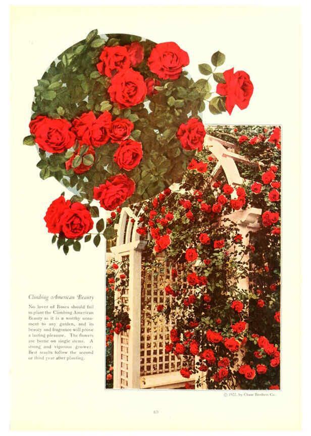 Reproducción/Reproduction 6237566678: Chase fruit and flowers in natural colors Rochester, N.Y.,Chase brothers company[c1922] 