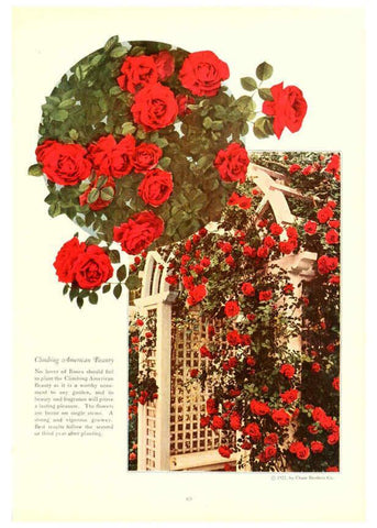 Reproducción/Reproduction 6237566678: Chase fruit and flowers in natural colors Rochester, N.Y.,Chase brothers company[c1922] 