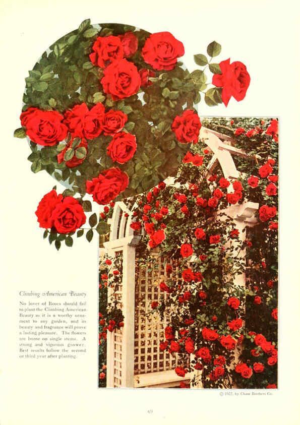Reproducción/Reproduction 6237566678: Chase fruit and flowers in natural colors Rochester, N.Y.,Chase brothers company[c1922] 