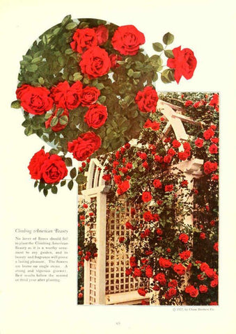 Reproducción/Reproduction 6237566678: Chase fruit and flowers in natural colors Rochester, N.Y.,Chase brothers company[c1922] 