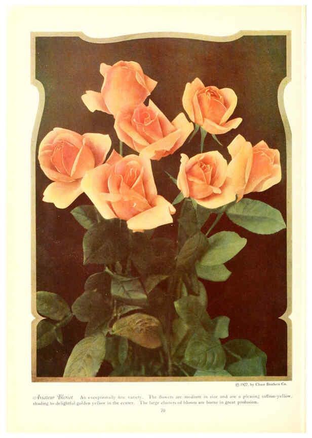 Reproducción/Reproduction 6237043661: Chase fruit and flowers in natural colors Rochester, N.Y.,Chase brothers company[c1922] 