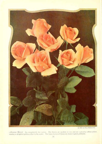 Reproducción/Reproduction 6237043661: Chase fruit and flowers in natural colors Rochester, N.Y.,Chase brothers company[c1922] 