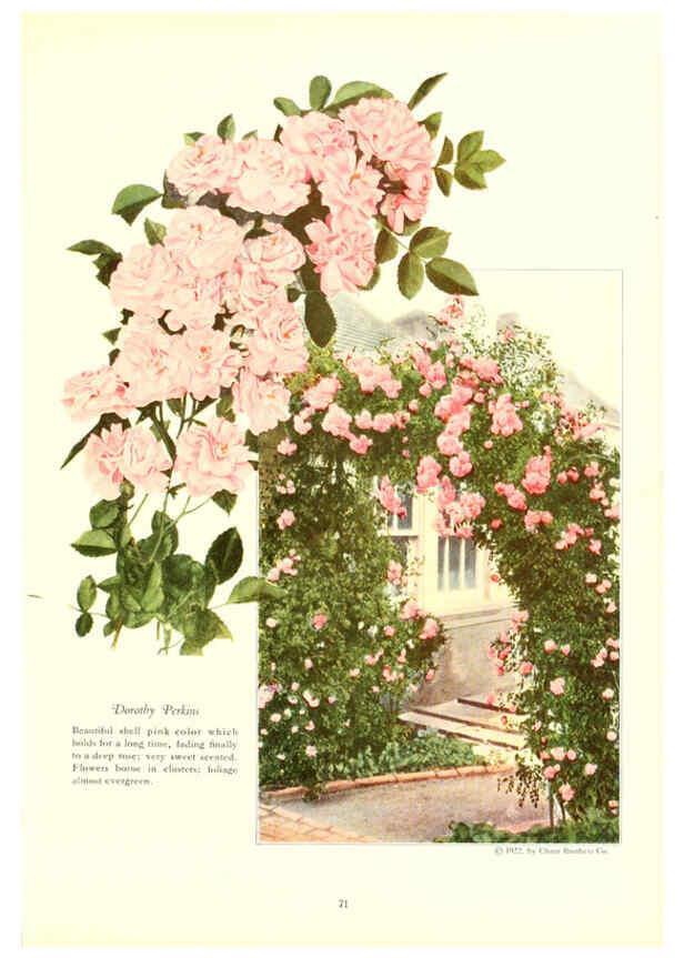 Reproducción/Reproduction 6237567040: Chase fruit and flowers in natural colors Rochester, N.Y.,Chase brothers company[c1922] 