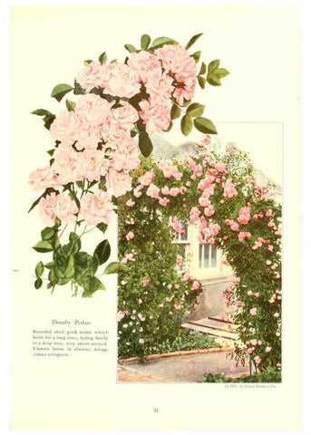 Reproducción/Reproduction 6237567040: Chase fruit and flowers in natural colors Rochester, N.Y.,Chase brothers company[c1922] 