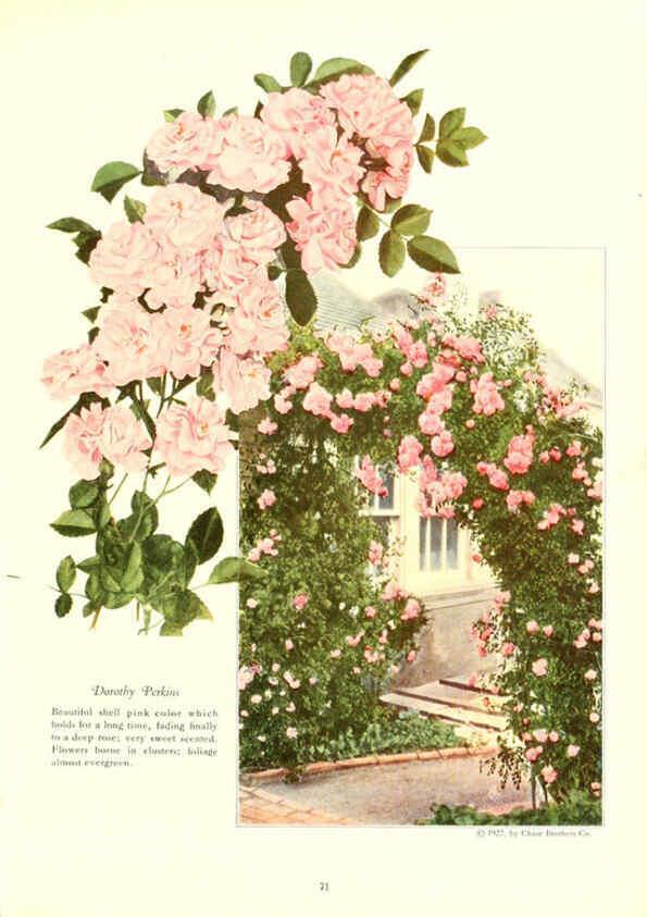 Reproducción/Reproduction 6237567040: Chase fruit and flowers in natural colors Rochester, N.Y.,Chase brothers company[c1922] 