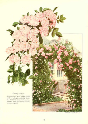 Reproducción/Reproduction 6237567040: Chase fruit and flowers in natural colors Rochester, N.Y.,Chase brothers company[c1922] 
