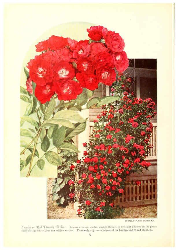 Reproducción/Reproduction 6237567212: Chase fruit and flowers in natural colors Rochester, N.Y.,Chase brothers company[c1922] 