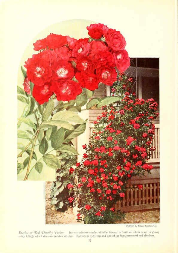 Reproducción/Reproduction 6237567212: Chase fruit and flowers in natural colors Rochester, N.Y.,Chase brothers company[c1922] 