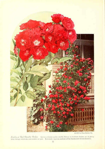 Reproducción/Reproduction 6237567212: Chase fruit and flowers in natural colors Rochester, N.Y.,Chase brothers company[c1922] 