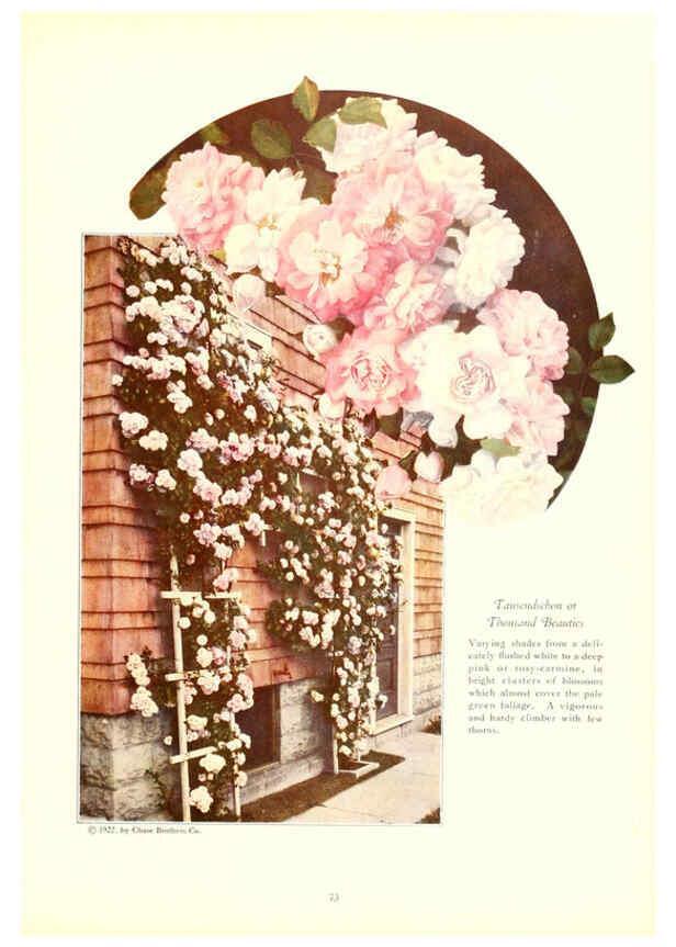 Reproducción/Reproduction 6237567382: Chase fruit and flowers in natural colors Rochester, N.Y.,Chase brothers company[c1922] 