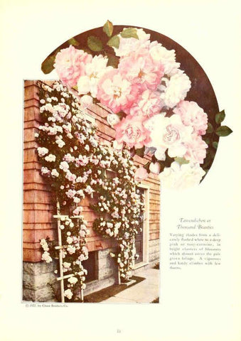 Reproducción/Reproduction 6237567382: Chase fruit and flowers in natural colors Rochester, N.Y.,Chase brothers company[c1922] 
