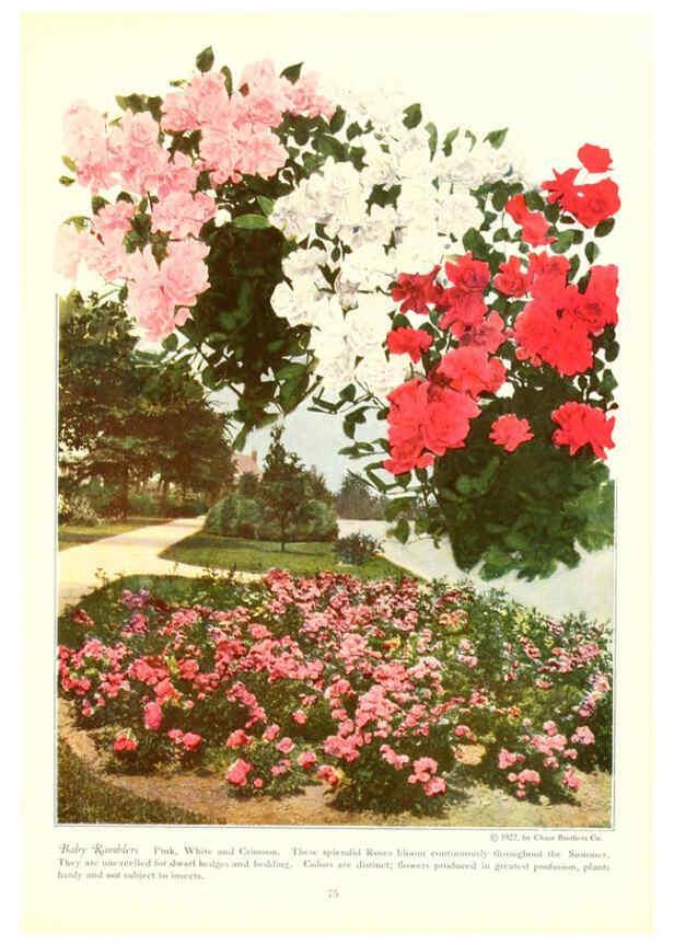 Reproducción/Reproduction 6237567584: Chase fruit and flowers in natural colors Rochester, N.Y.,Chase brothers company[c1922] 