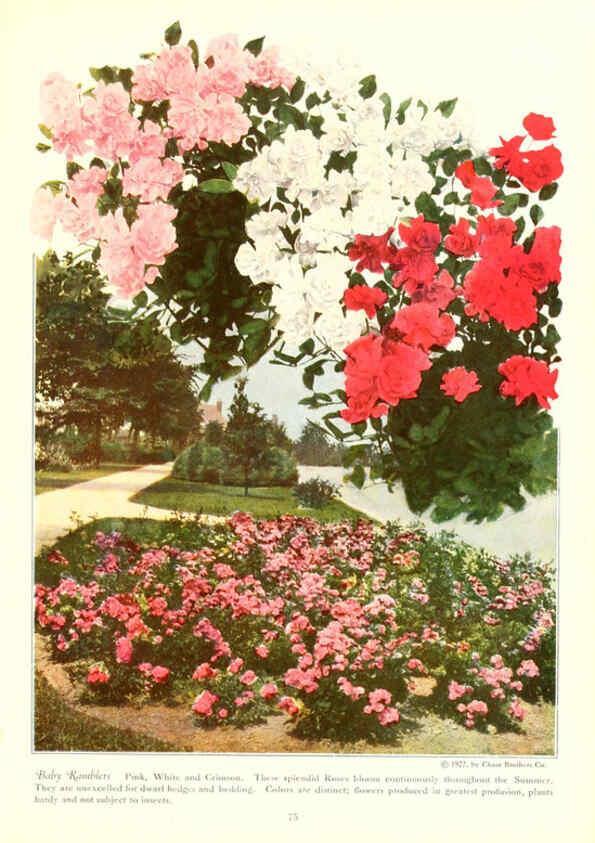Reproducción/Reproduction 6237567584: Chase fruit and flowers in natural colors Rochester, N.Y.,Chase brothers company[c1922] 