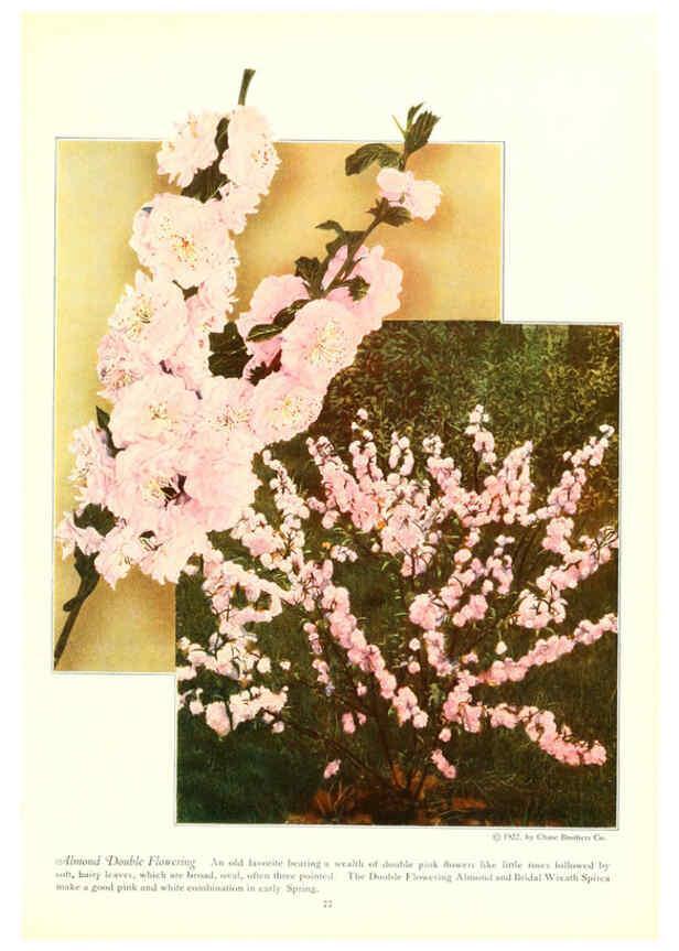 Reproducción/Reproduction 6237567796: Chase fruit and flowers in natural colors Rochester, N.Y.,Chase brothers company[c1922] 