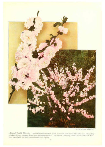 Reproducción/Reproduction 6237567796: Chase fruit and flowers in natural colors Rochester, N.Y.,Chase brothers company[c1922] 
