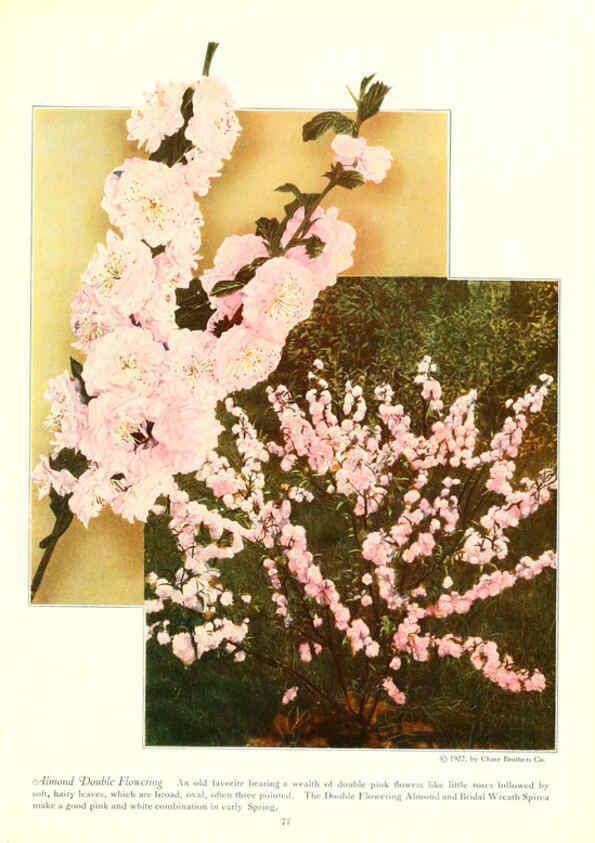 Reproducción/Reproduction 6237567796: Chase fruit and flowers in natural colors Rochester, N.Y.,Chase brothers company[c1922] 