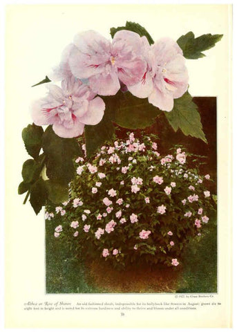 Reproducción/Reproduction 6237044815: Chase fruit and flowers in natural colors Rochester, N.Y.,Chase brothers company[c1922] 