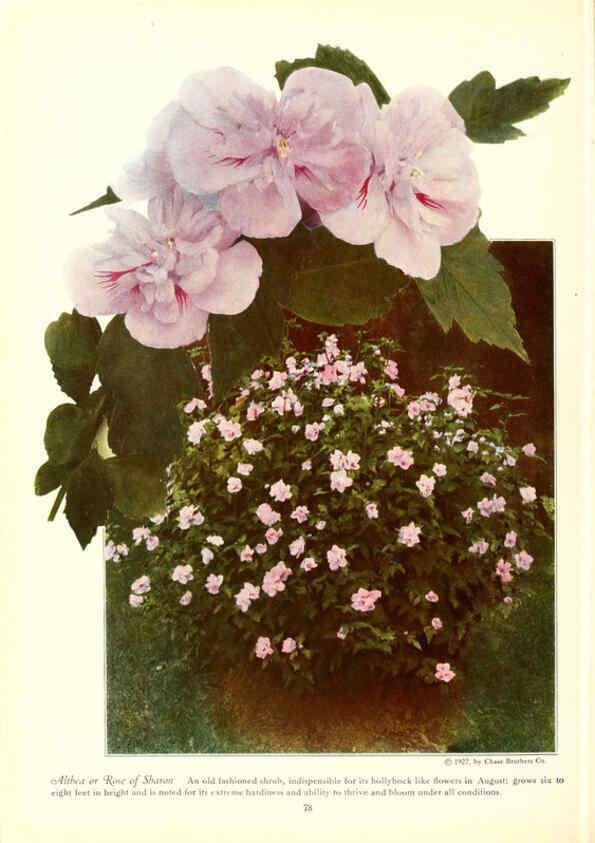 Reproducción/Reproduction 6237044815: Chase fruit and flowers in natural colors Rochester, N.Y.,Chase brothers company[c1922] 