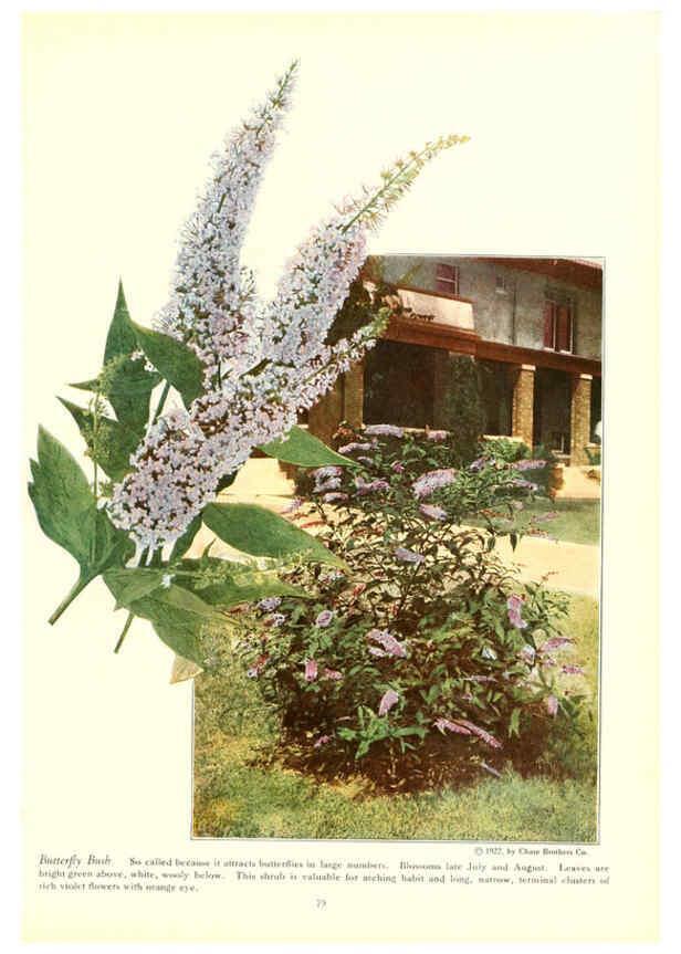 Reproducción/Reproduction 6237568206: Chase fruit and flowers in natural colors Rochester, N.Y.,Chase brothers company[c1922] 