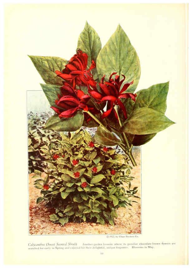 Reproducción/Reproduction 6237045123: Chase fruit and flowers in natural colors Rochester, N.Y.,Chase brothers company[c1922] 